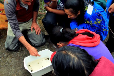 Observing amphibians and invertebrates of the ponds at Mount St. Helens