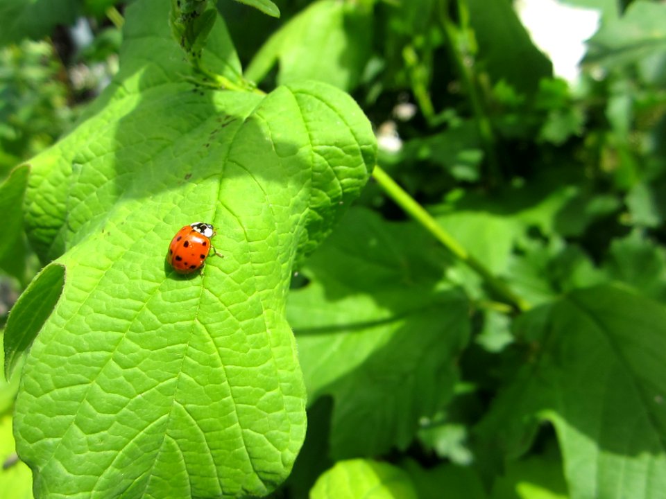 Insekten (Marienkäfer etc.)
