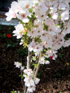 Blumen