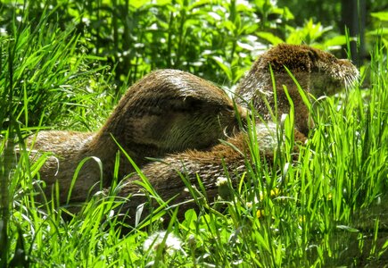 Grass rest clean