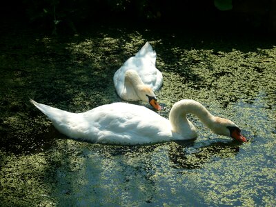 Swans tranquility pond