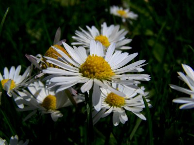 Blumen