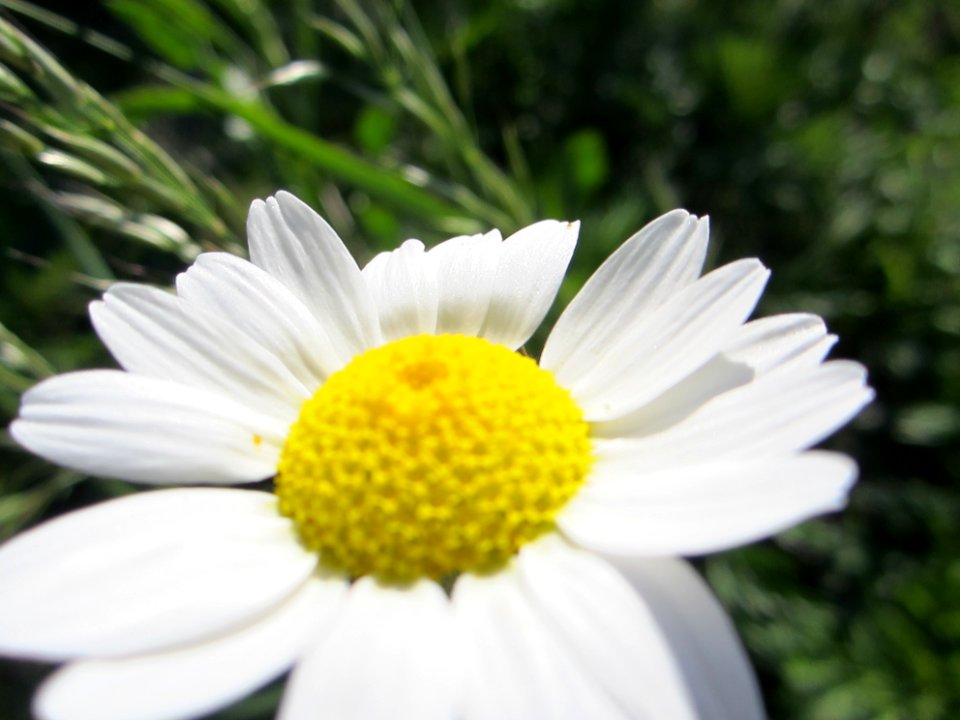 Blumen