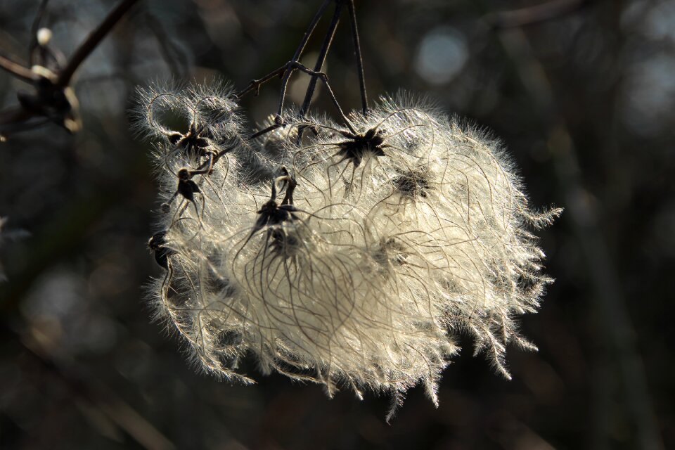 Fluff light backlighting