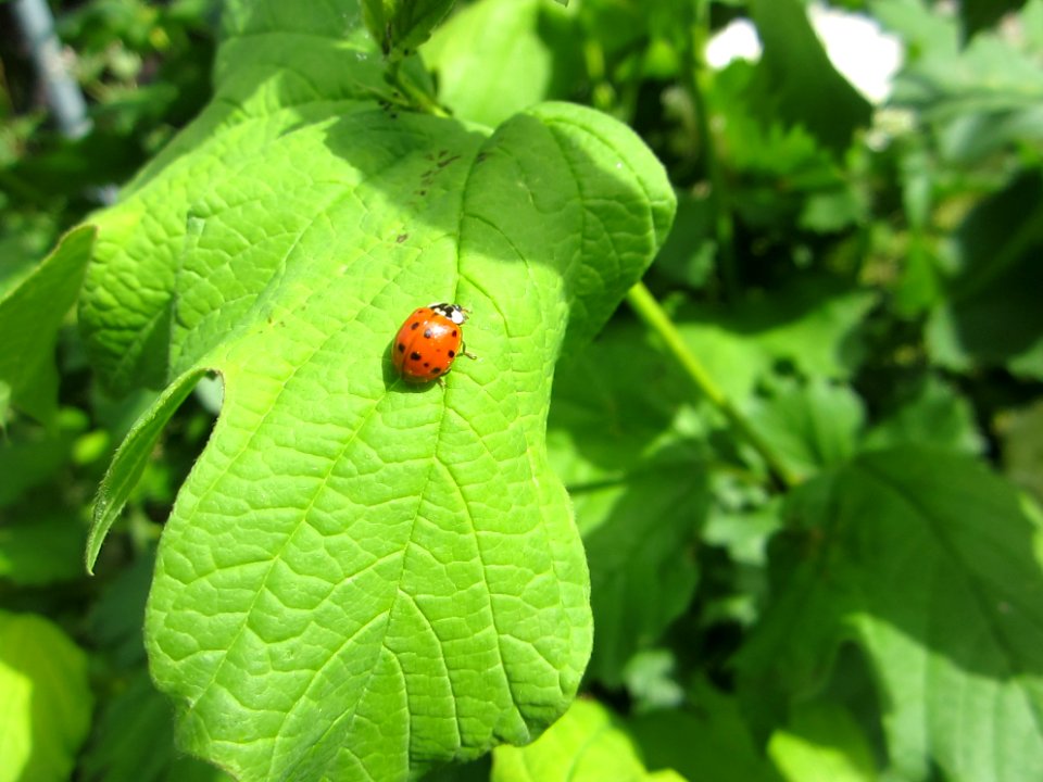 Insekten (Marienkäfer etc.)
