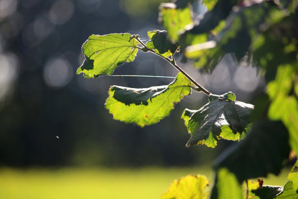 Hazelnut autumn sun