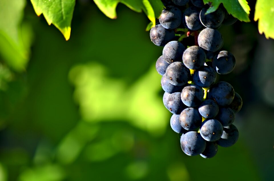Harvest agriculture winery