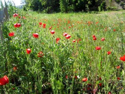 Blumen
