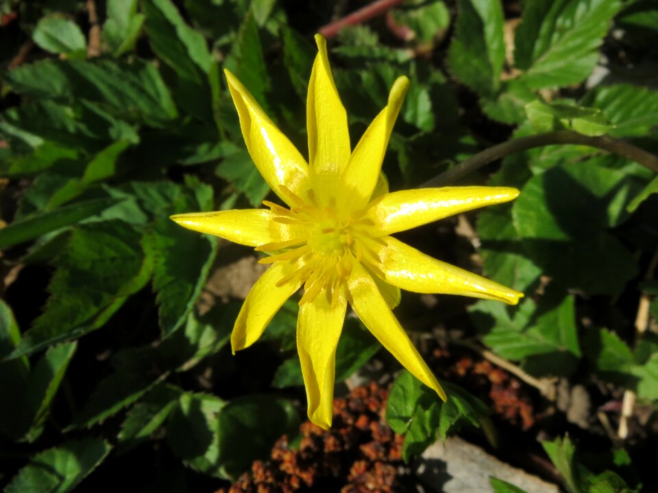Wildflower inflorescence flora