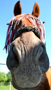 Brown nostrils saddle horse photo