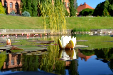 Ogród Botanyczny, Wrocław, Poland