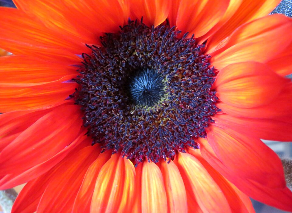 Blossom bloom bright