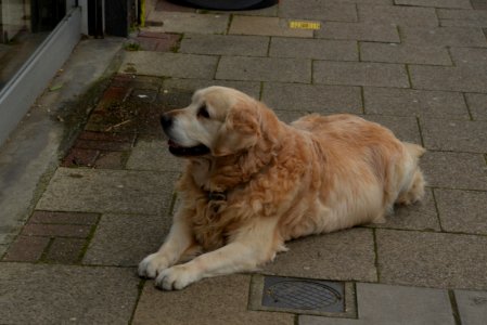 Resting Dog, Albion Street, Rotherhithe, London photo