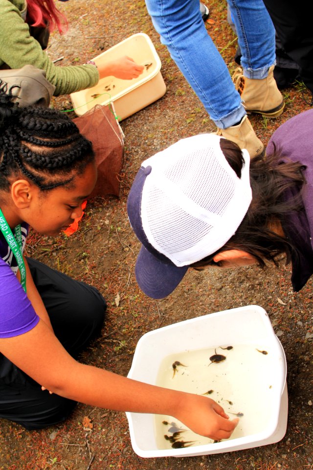 Students of ICYI examining the aquatic creatures found in ponds at Mount St. Helens