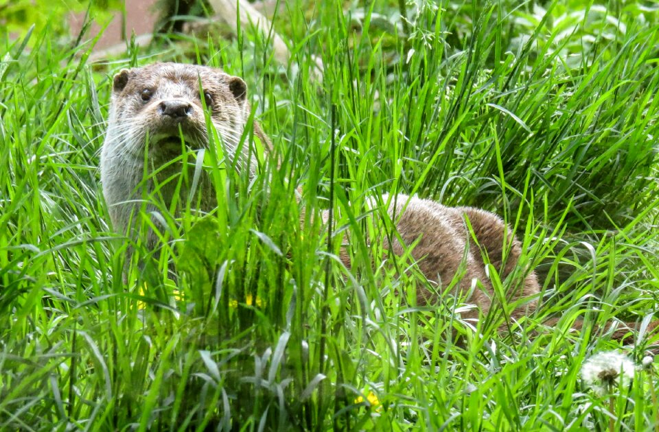 Grass rest clean