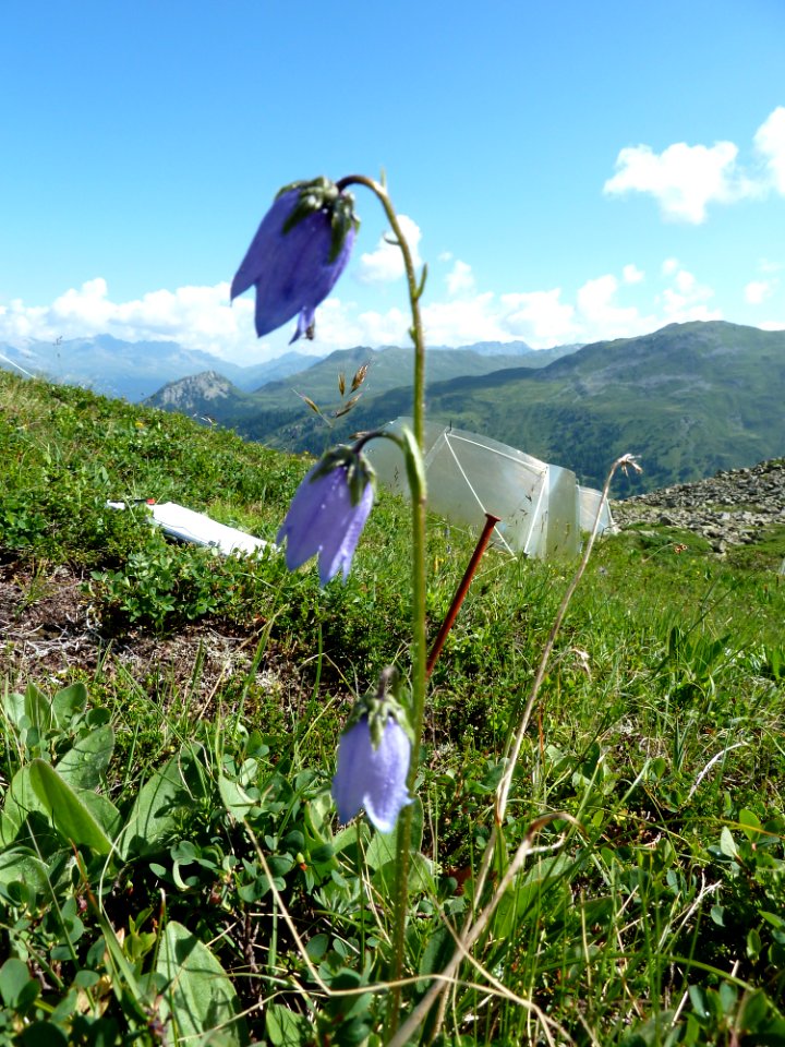 Flower Blooming on Tundra