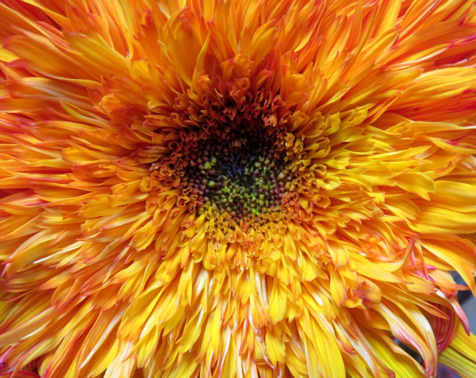 Flower blossom bloom