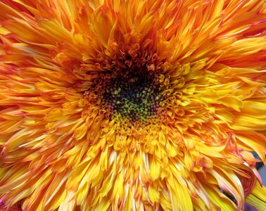 Flower blossom bloom