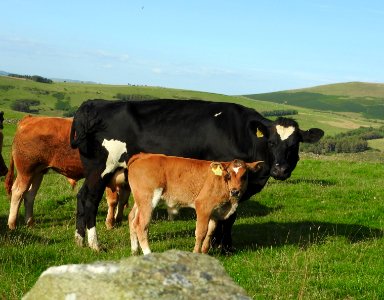 Cows and calf