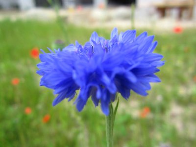 Blumen