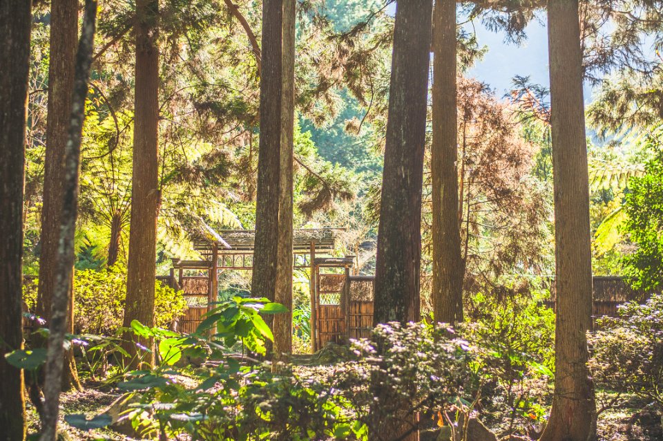Xitou (Forest) Nature Education Area - 溪頭自然教育園區