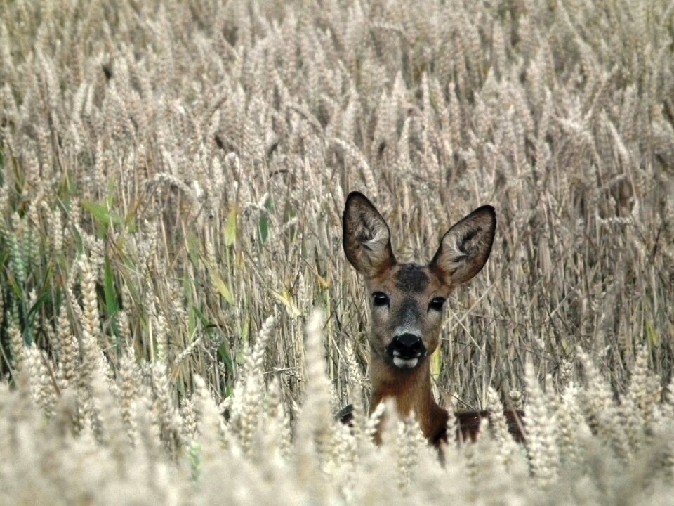 Nature curious scheu