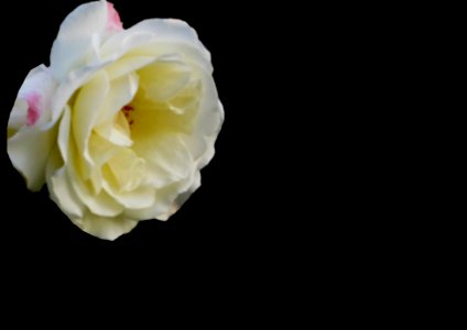 Blumen