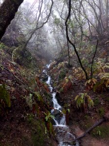 A Creek in the Woods photo