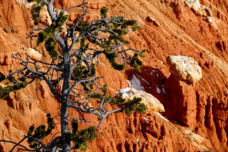 Bristlecone Pine on Bristlecone Loop