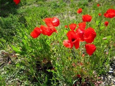 Blumen