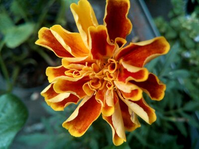 Carnation moro damasquina flower copete colombia