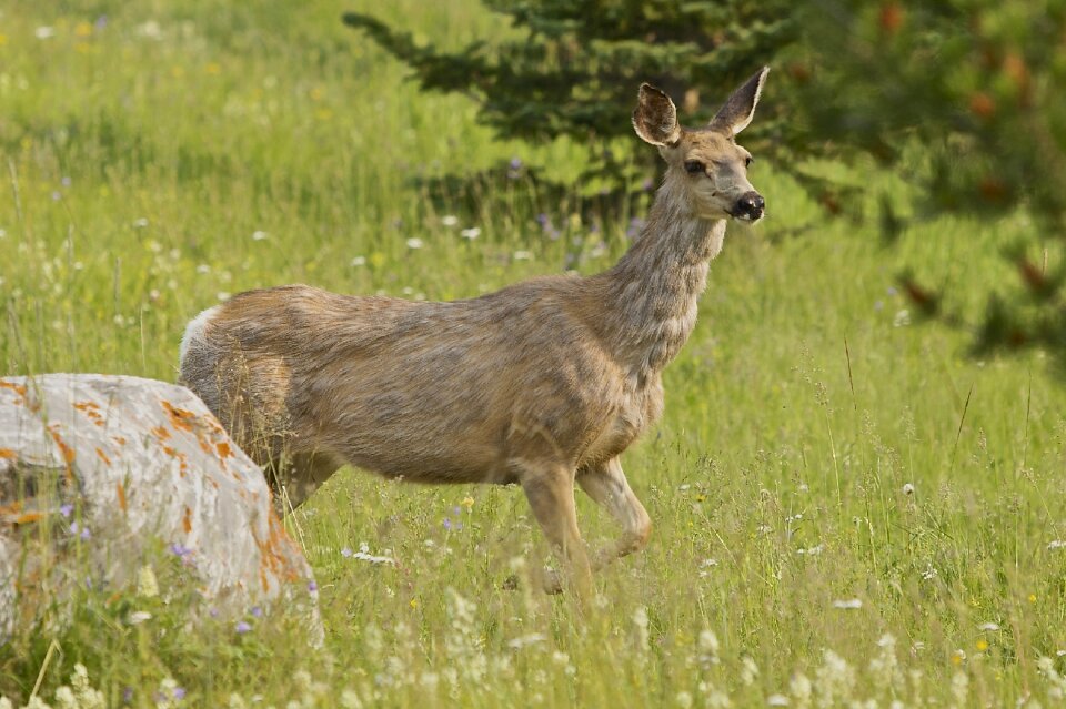 Nature animal wildlife