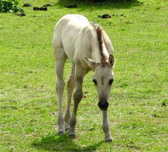 Foal