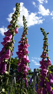 Summer nature purple