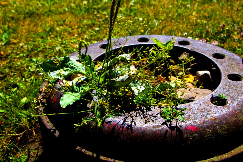 Iron Nature