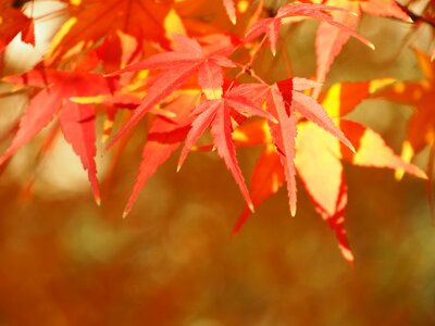 Maple autumn wood photo