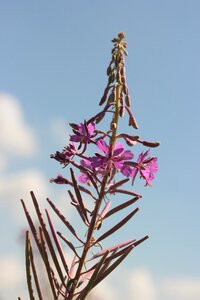Flowers bud summer