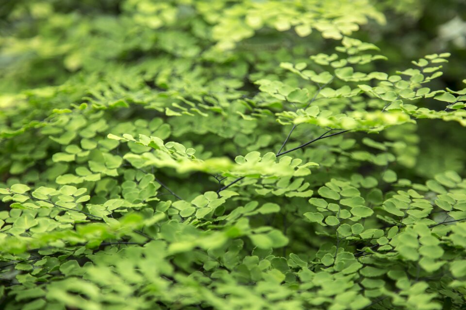 Texture green nature