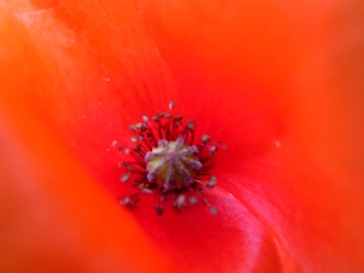 Blumen