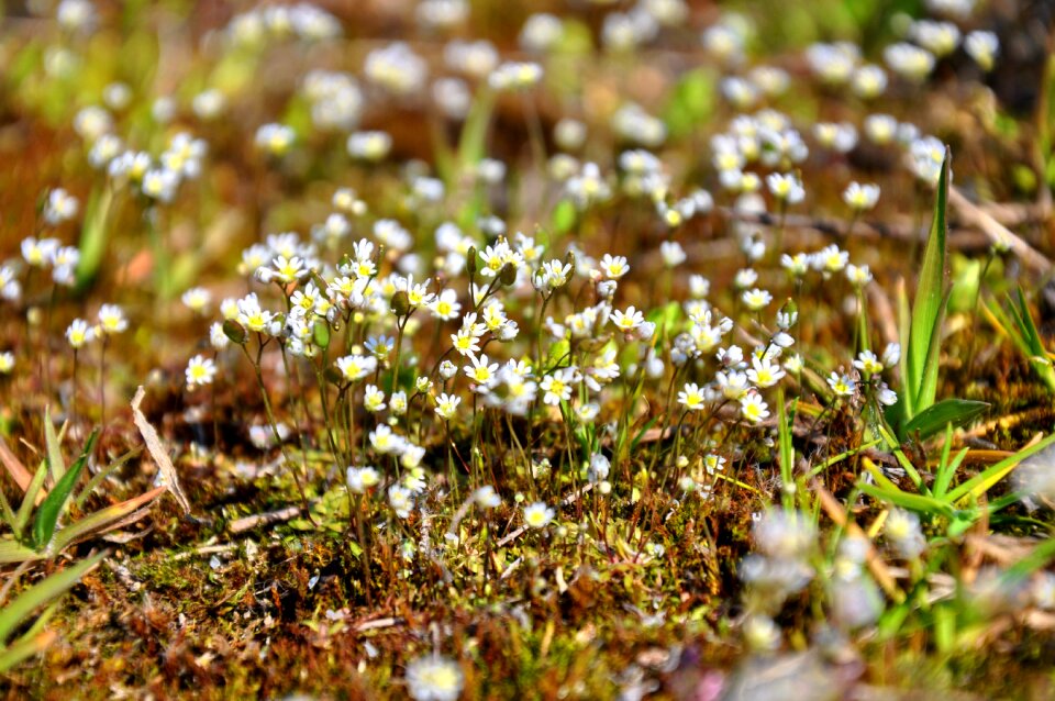 Moss flower nature