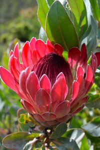 Flower close up protea photo