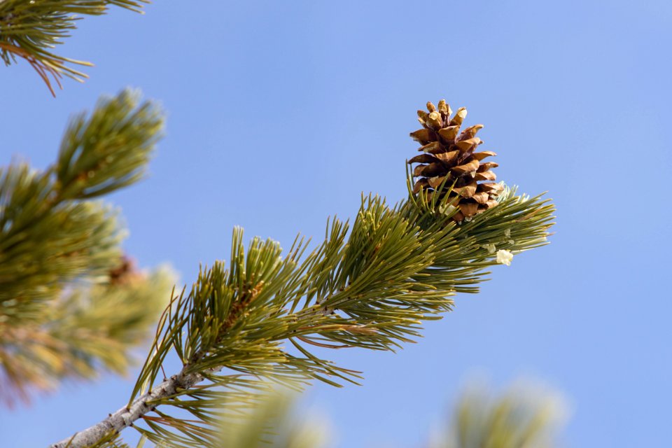 Pinus Flexilis cone upright on branch (landscape)