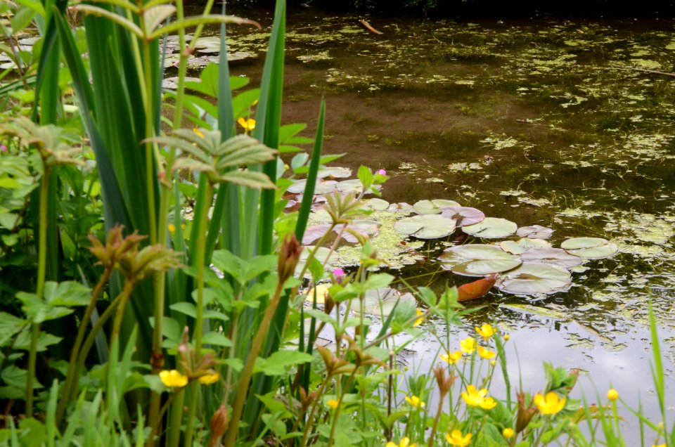 Zone humide parc de clères