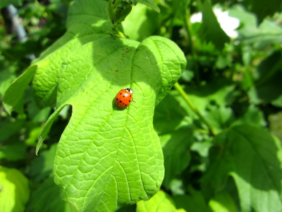Insekten (Marienkäfer etc.)