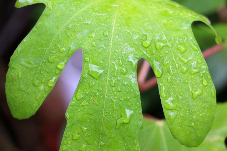 Plant nature foliage