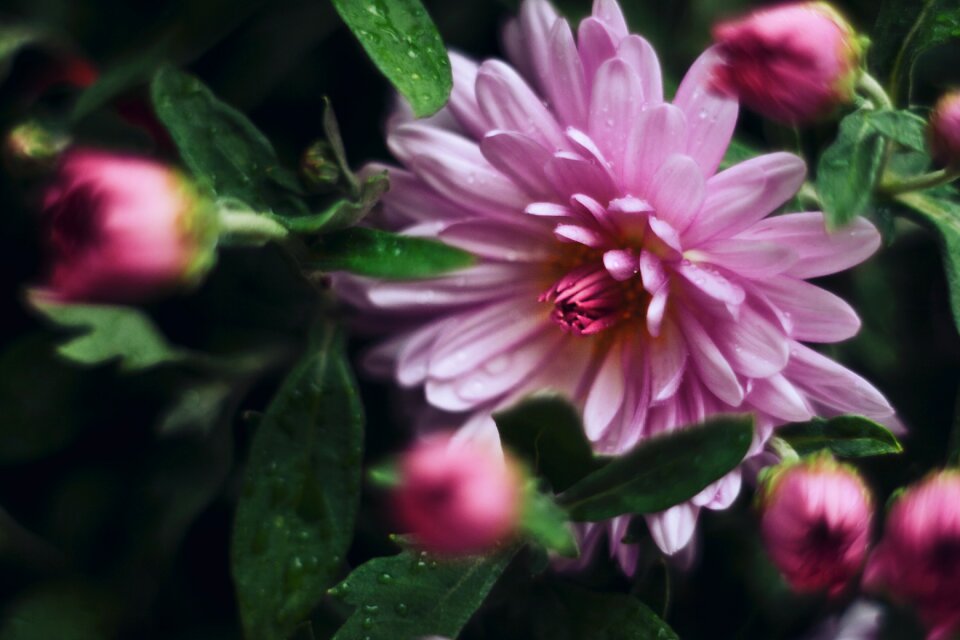 Plant house pink