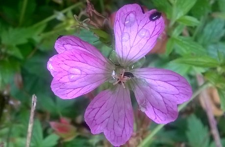 Little bugs on flower photo