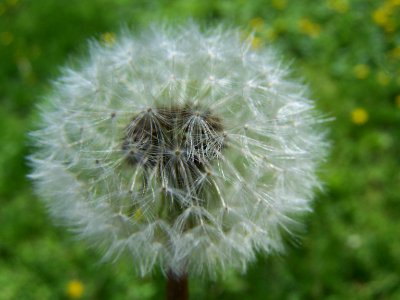 Blumen