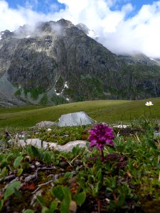 Tundra Landscape with Mountains