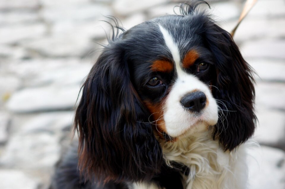King charles canine sitting